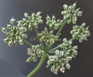  Umbel
